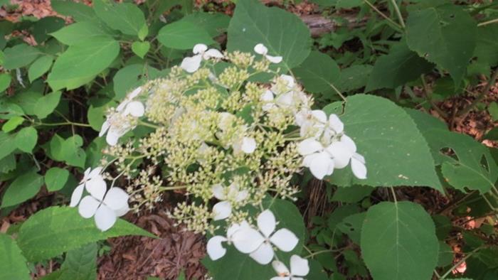 Wild Hydrangea!