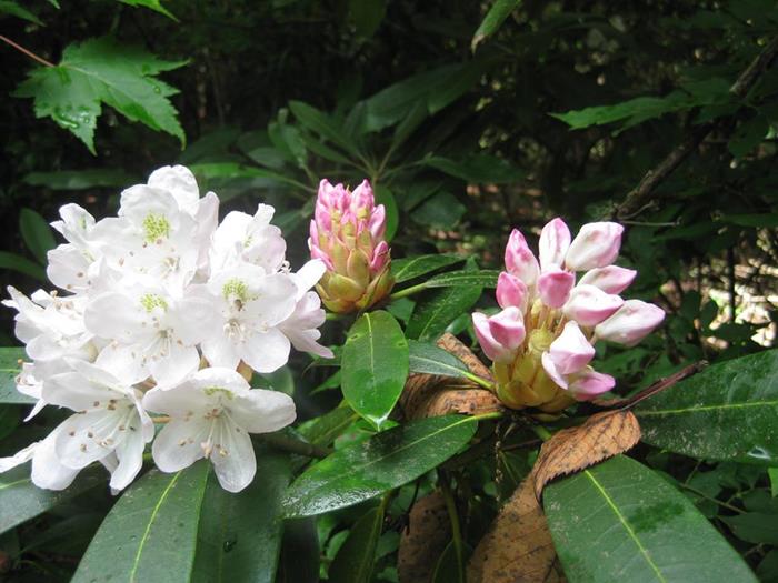 The Rosebay Rhododendrons were in peak bloom all along the trails today!