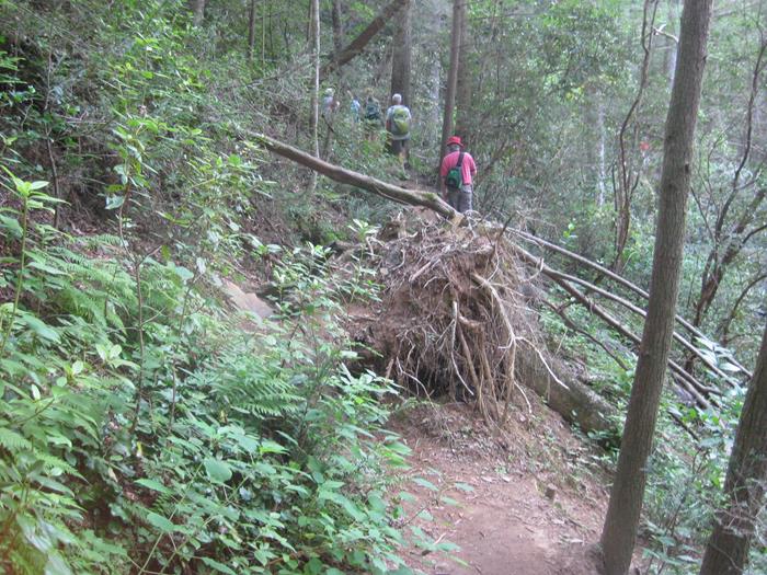 A large tree blowdown!