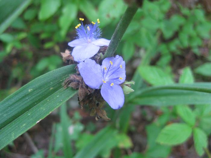 Spiderwort