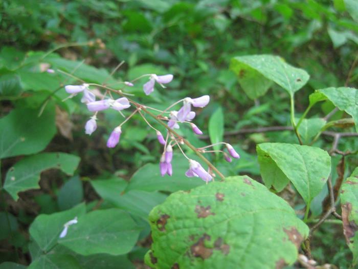 Blossoms of Beggar Lice.
