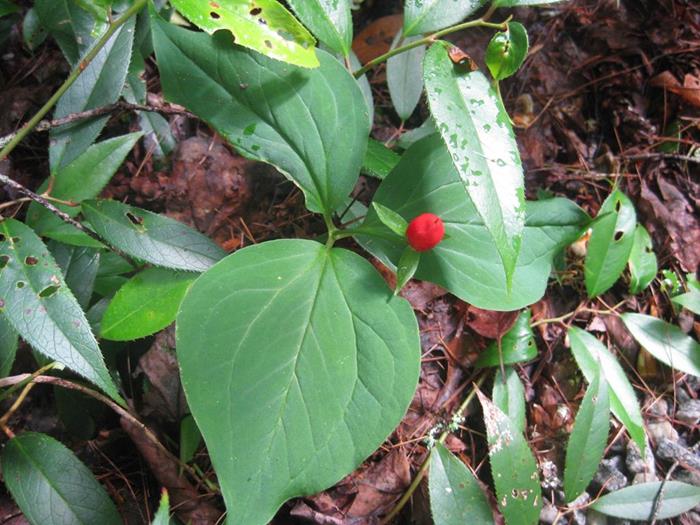 A trillium in fruit phase.