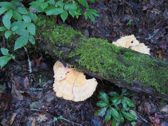 This is the season for lots of beautiful fungi.
