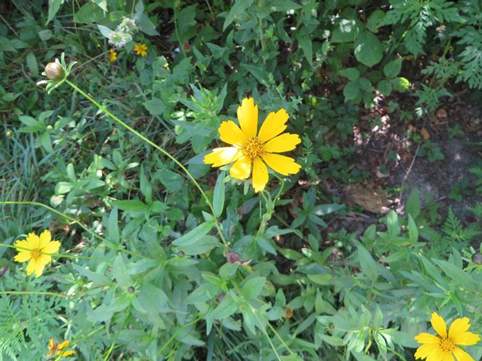 Lance-leaved Coreopsis