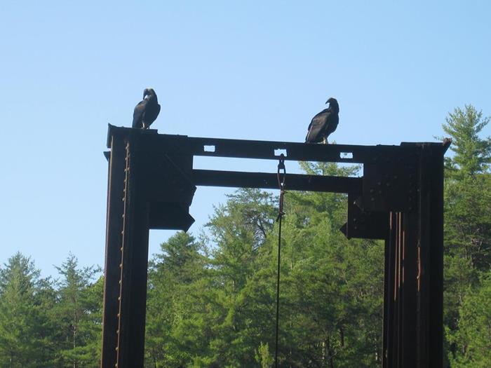 Two Black Vultures watch us from the old railroad piers. The older we get, the more Vultures watch us!