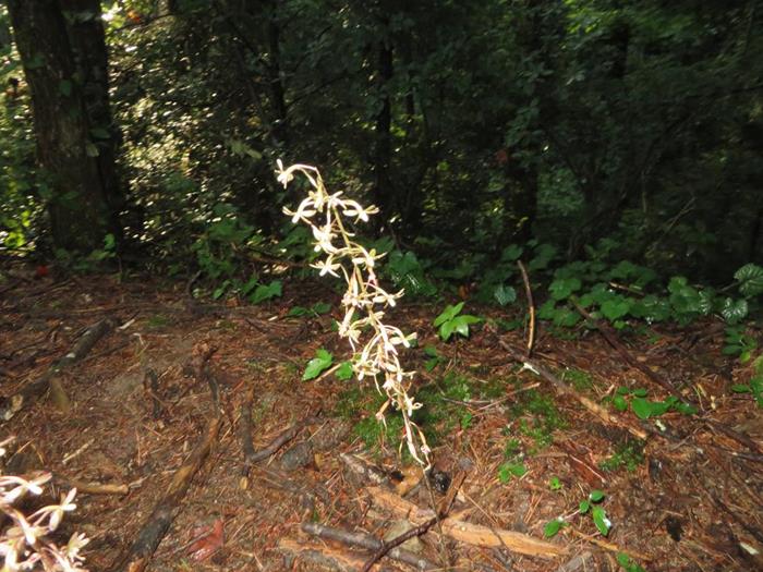 Cranefly Orchid