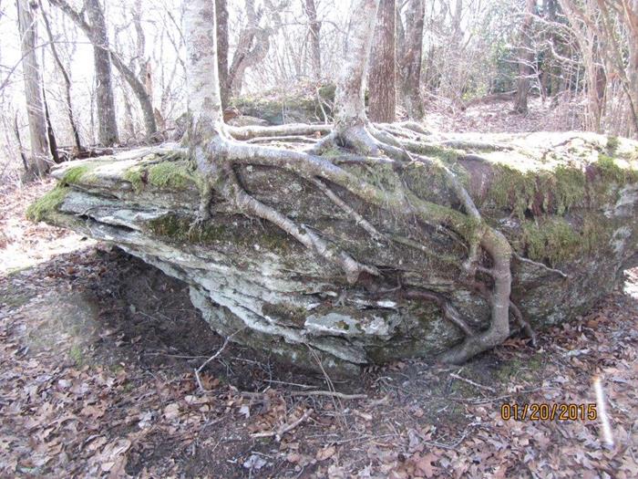 My Father planted these two trees on solid rock! You can't do that!
