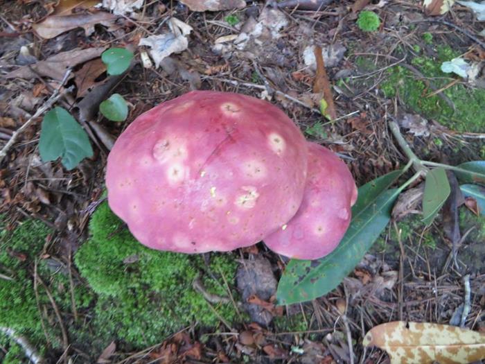 Mushrooms of the week!