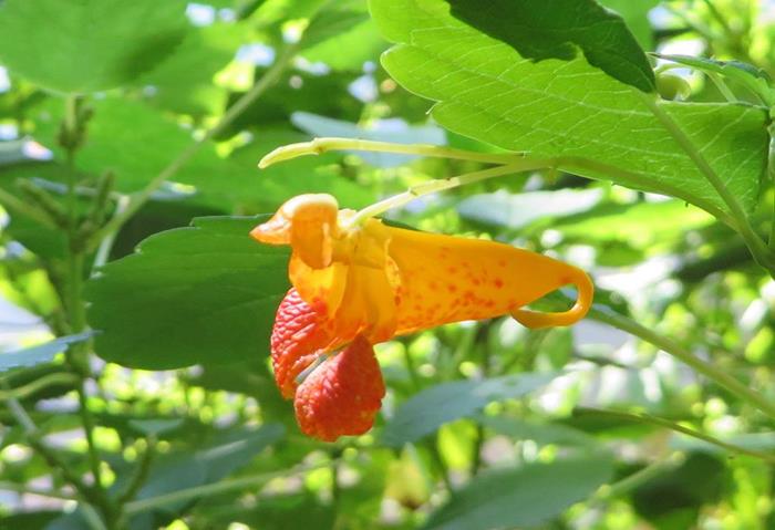 Jewelweed ( Impatiens capensis)