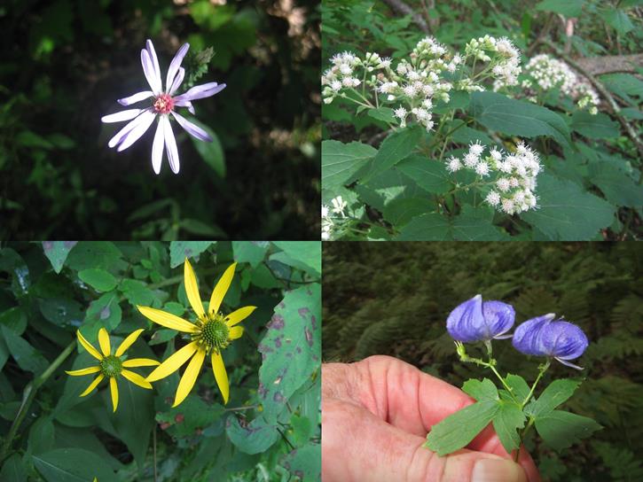 Late Summer Wildflowers were abundant! Top left then clockwise: Blue Wood Aster, White Snakeroot, Monkshood, Green-headed Coneflower