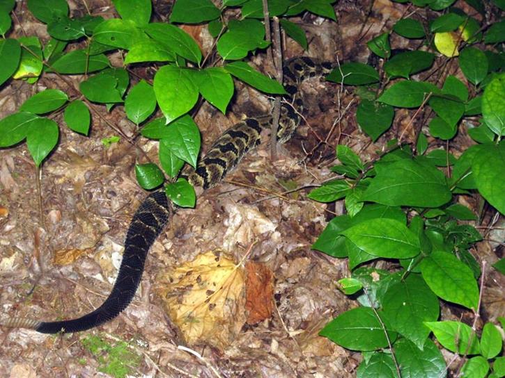 On the way over to Whiterock we encounter traffic on the trail! A healthy large Timber Rattlesnake with 10 rattles!(we did not disturb him!)