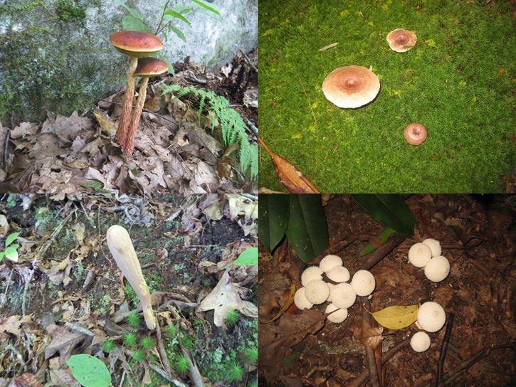 Fungi of the week!