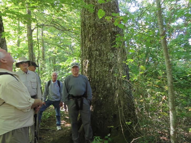 Lots of old growth oaks along the way.