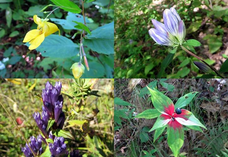 A sample of today's wildflowers: top left then clockwise - Pale Jewelweed, Showy Gentian, Indian Cucumber and Stiff Gentian.