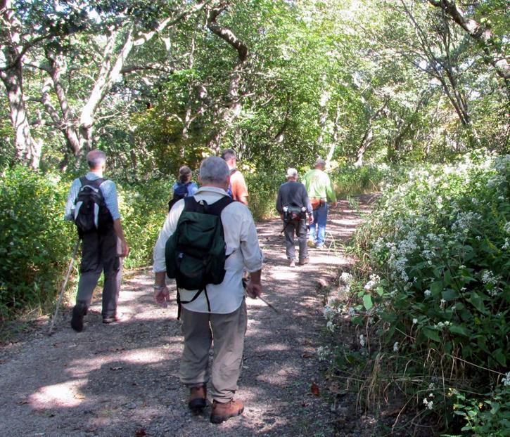 Walking down the gravel road toward Wayah Bald.