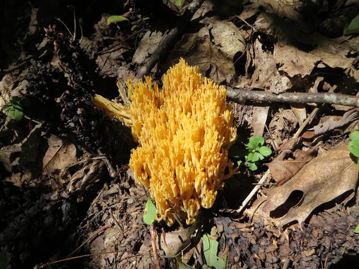 Coral fungus
