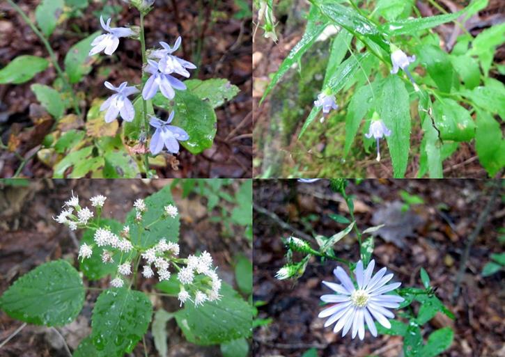 Some of today's wildflowers. (top left then clockwise) Blue Lobelia, Southern Harebells, Blue Wood Aster and White Snakeroot.