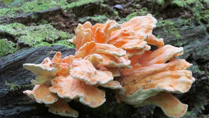 Mushroom of the Week! Chicken of the Woods