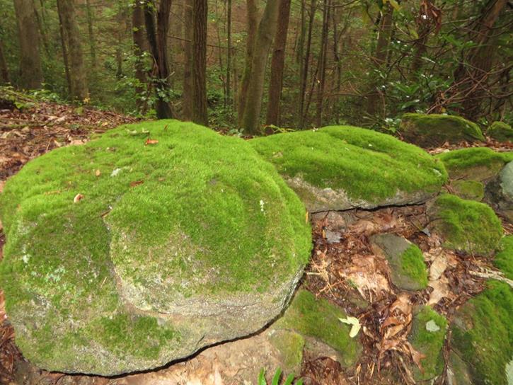 Many of the boulders were covered in bright green moss. Beautiful!