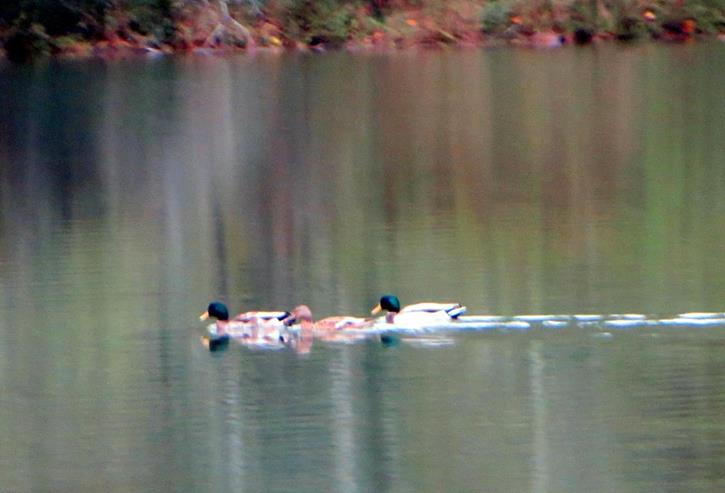We saw a couple of groups of Mallard Ducks.