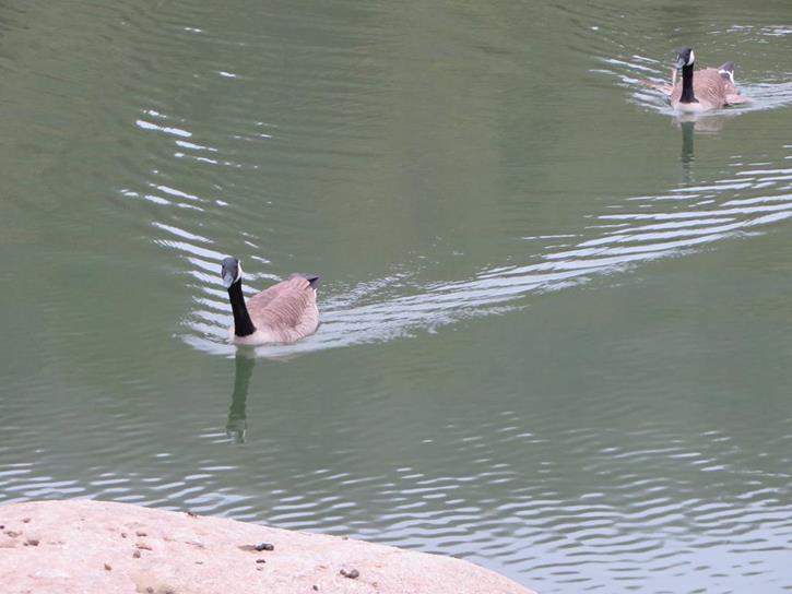 A couple of Canada Geese came over to us looking for a snack.