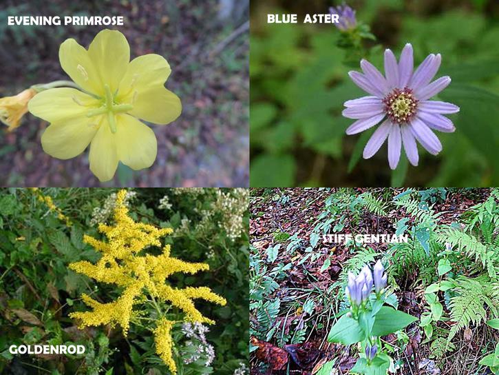 It was a great day for Fall wildflowers.