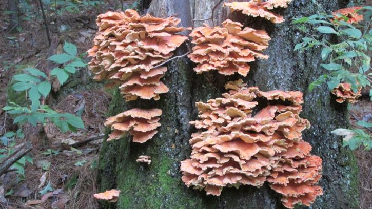We found a nice group of Chicken of the Woods Mushrooms growing on an old Oak tree!