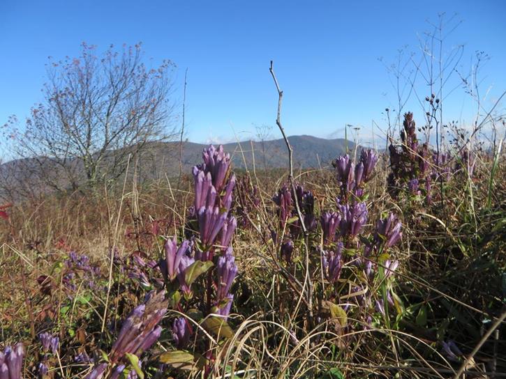Stiff Gentian was abundant at Siler Bald.