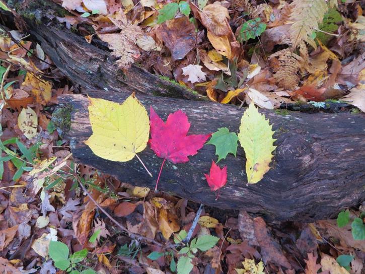 We love hiking in the Fall!