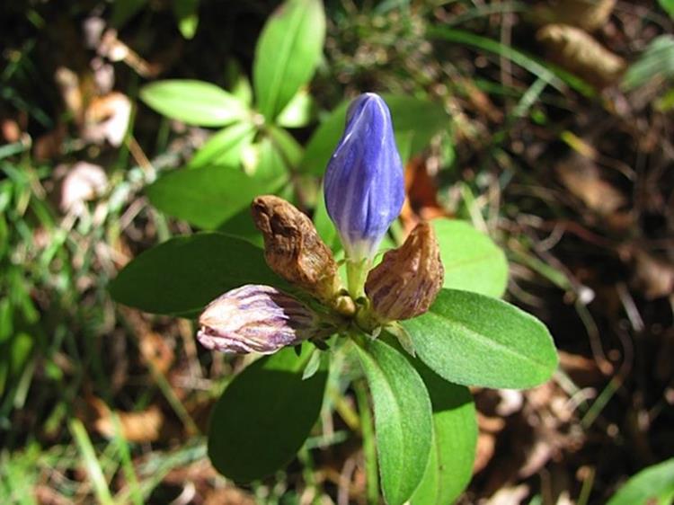 One of the last wildflowers of the season - Showy Gentian (Gentiana decora)