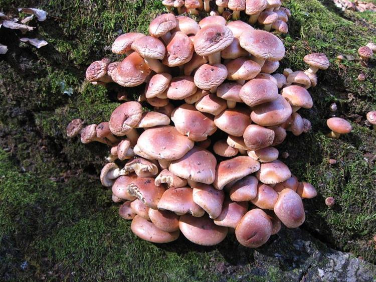 Mushrooms of the Week!