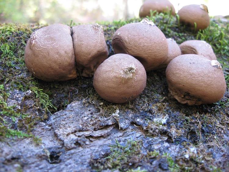 Puffball Mushrooms