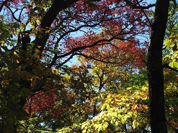This hike is brought to you in Living Color on Hikingsouth.com!