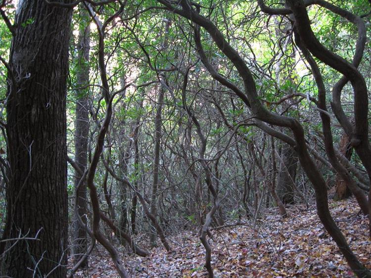 The trail passes through several thickets of Rhododendron.