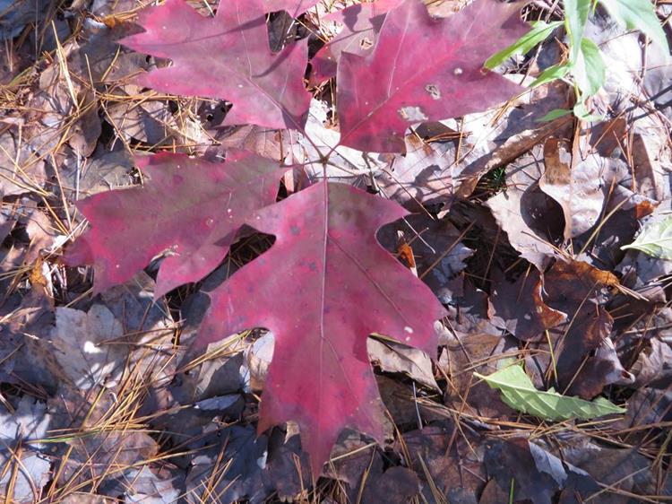 There are still some spots of Fall color.