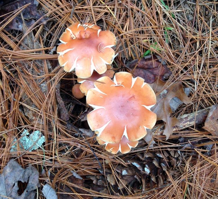 Mushrooms of the week!