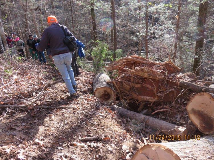 We notice that trail maintenance workers recently cleared this large tree from the trail .