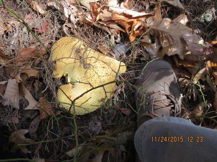Mushroom of the week!