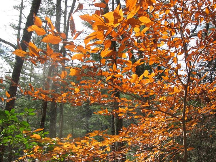 Most leaves have fallen except for Beech Trees. They hold on the theirs for most of the winter.