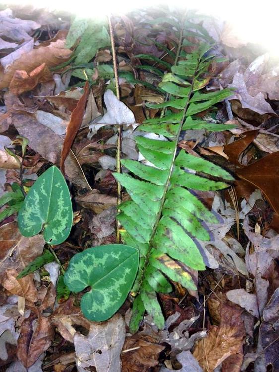 Typical wintertime greenery - Wild Ginger (Hexastylis shuttleworthii) and Christmas Fern (Polystichum acrostichoides).