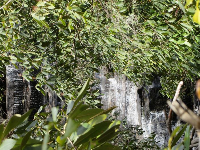 This trail follows Joe Branch up to Panther Falls and Angel Falls.