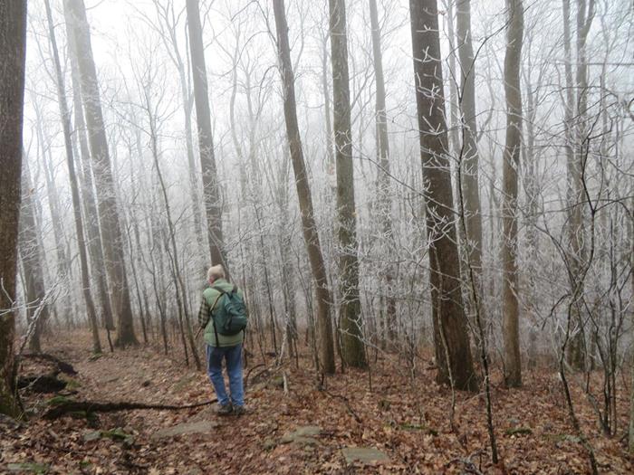 Beautiful sparkling trees early.