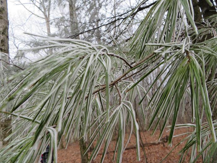 White Pine