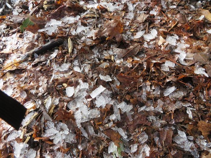 On the way out, we were pelted with rime ice falling from the trees!