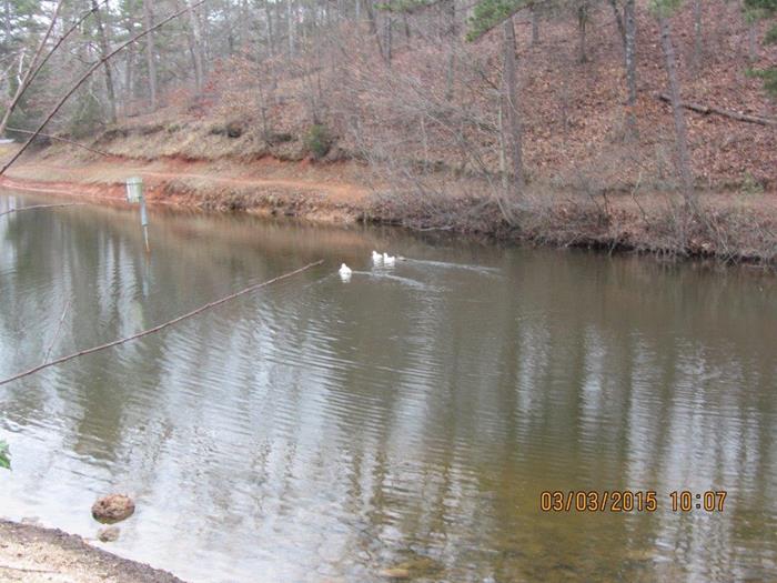 We usually see these tame ducks.