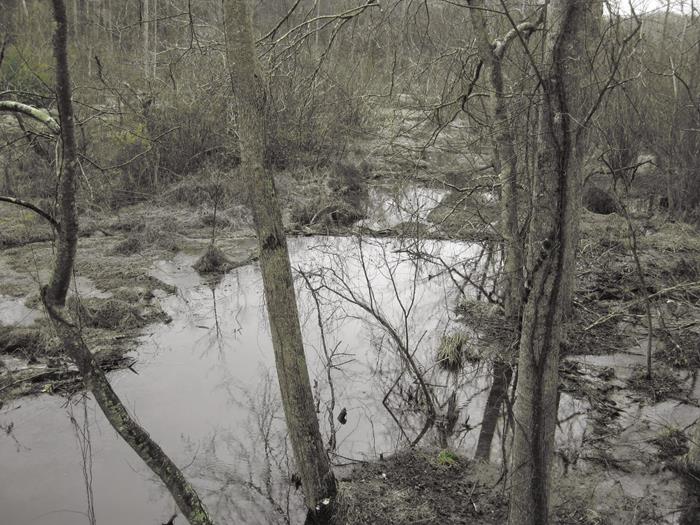 Beaver dams on the Beaver Pond Loop!