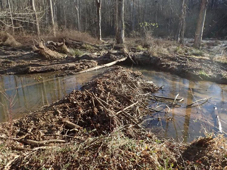 One of the beaver dams.