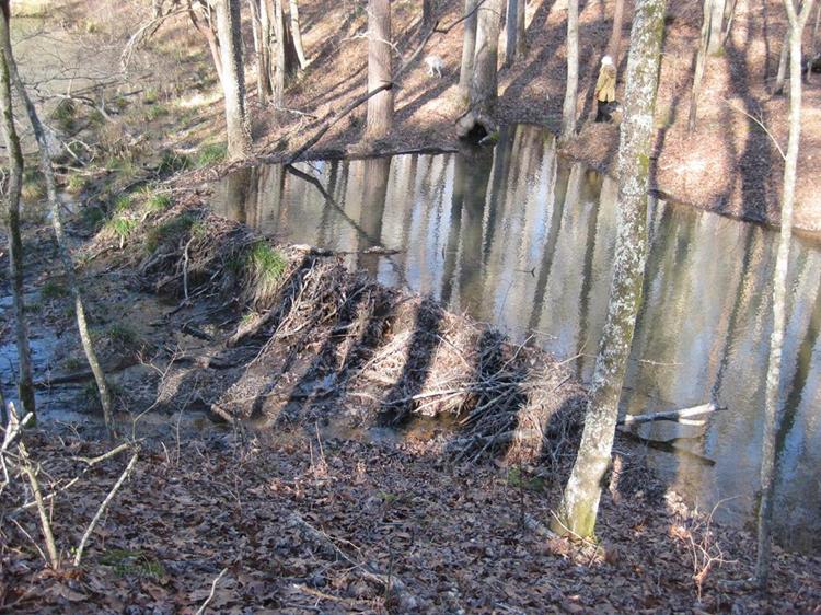 An expertly designed Beaver Dam with nice reflections!