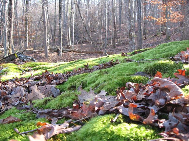 Lots of beautiful green moss.