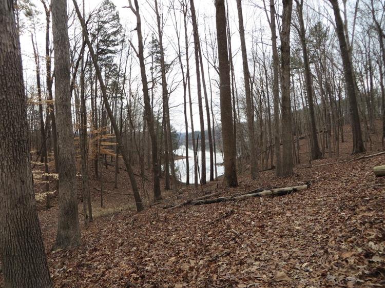 Beautiful wintertime woodland.